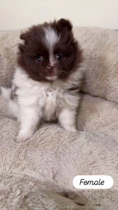 Pomeranian dogs for sale: Willow  - Video 1