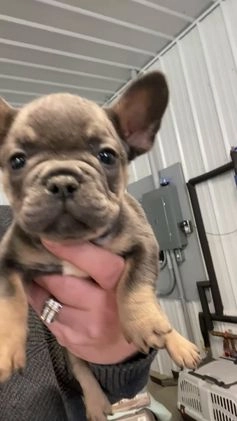 French Bulldog dogs for sale: Bruno - Video 1