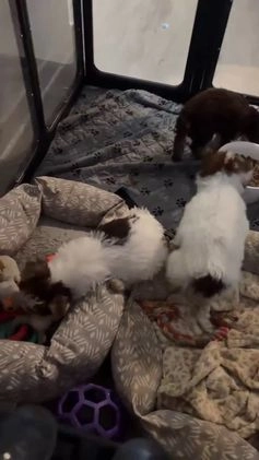 Yorkshire Terrier dogs for sale: Yorkshire Terrier Puppy 2 - Video 1