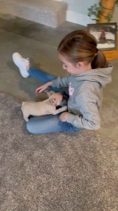 French Bulldog dogs for sale: French Bulldog Puppy 3 - Video 1