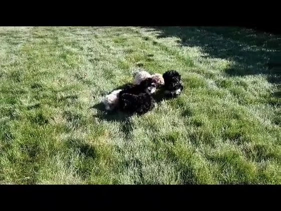 Yorkiepoo dogs for sale: Tyler - Video 1