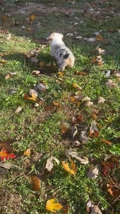 Welsh Corgi Pembroke dogs for sale: Welsh Corgi Pembroke Puppy 3 - Video 4