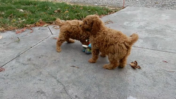 Mini Goldendoodle dogs for sale: Laci - Video 1