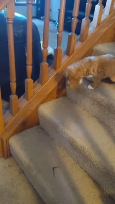 Goldendoodle dogs for sale: Goldendoodle Puppy Collar Pink - Video 3