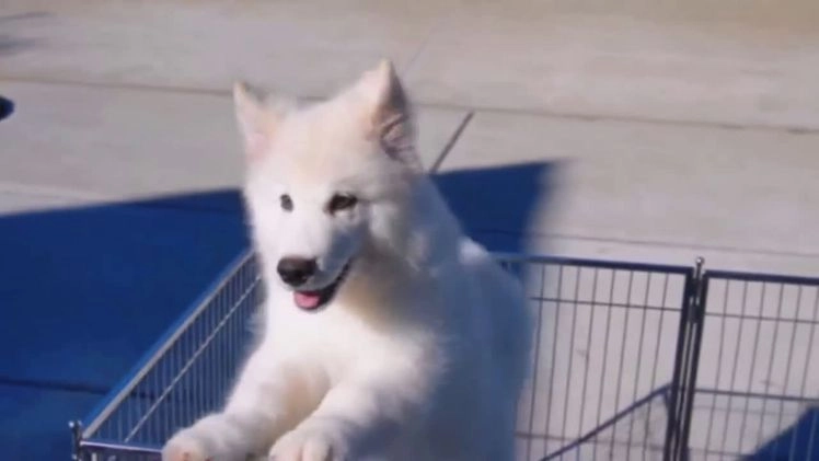 Alaskan Malamute dogs for sale: Fu Xingxing - Video 3