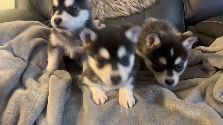 Alaskan Klee Kai dogs for sale: Petite Toy Husky~ Amazing Petunia~!!! - Video 1
