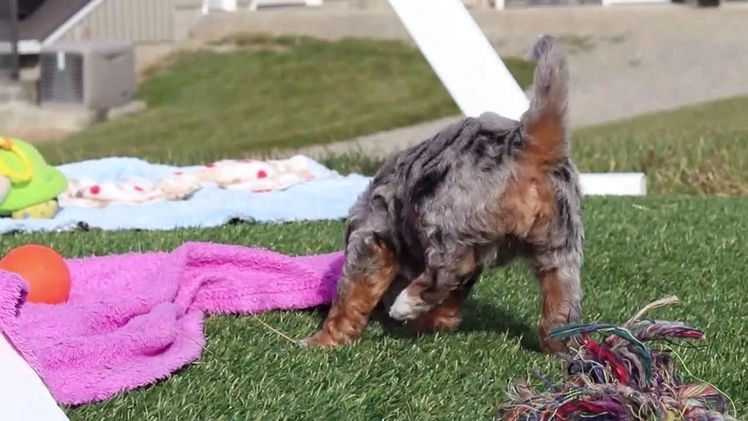 Mini Bernedoodle dogs for sale: Emmie - Video 1