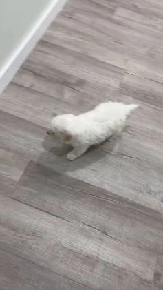 Bichpoo dogs for sale: Lexie - Video 1