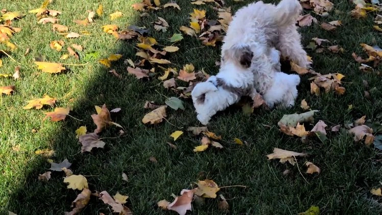 Havanese dogs for sale: Macy - Video 4