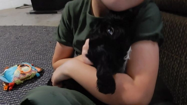 Cockapoo dogs for sale: Benny - Video 1