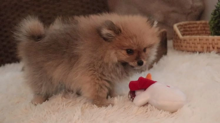 Pomeranian dogs for sale: Ben - Video 1