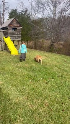 Labradoodle dogs for sale: Buddy - Video 2