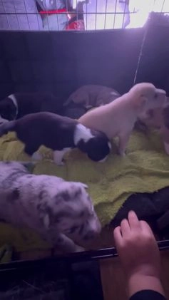 Mixed Breed dogs for sale: Junior - Faux / Fawn Merle - Video 1