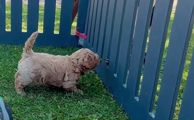 Goldendoodle dogs for sale: Magic “Purple Collar” Male - Video 1