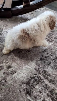 Cavapoo dogs for sale: Avery - Video 1