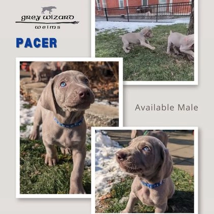 Weimaraner dogs for sale: Pacer - Video 1