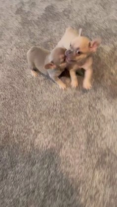 French Bulldog dogs for sale: French Bulldog Puppy 4 - Video 3