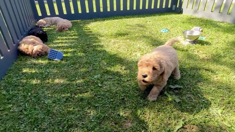 Goldendoodle dogs for sale: Maxon “ Blue Collar” Male - Video 1