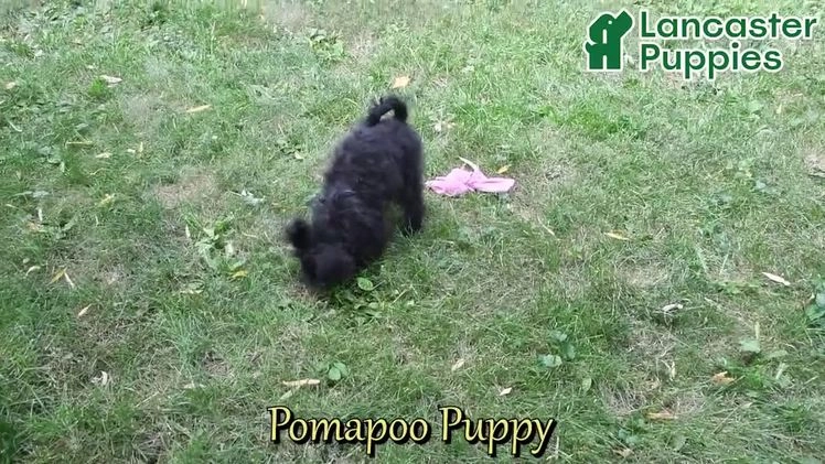 Pomapoo dogs for sale: Lil Scottie - Video 1