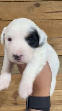 Mini Bernedoodle dogs for sale: Milo - Video 1