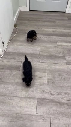 Yorkiepoo dogs for sale: Riley - Video 2