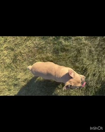 French Bulldog dogs for sale: French Bulldog  - Video 1