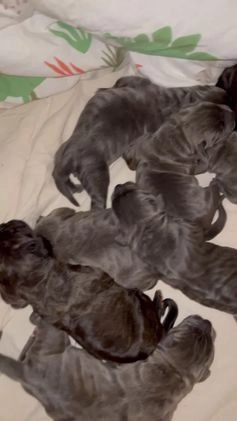 Cane Corso dogs for sale: Zeus Litter M-f Available - Video 1