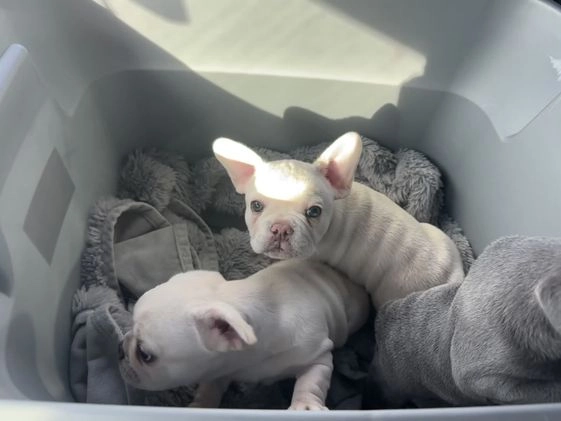 French Bulldog dogs for sale: Luca - Video 3