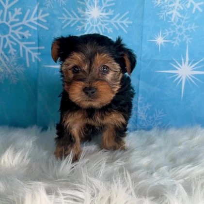 Yorkshire Terrier dogs for sale: Aspen - Video 1
