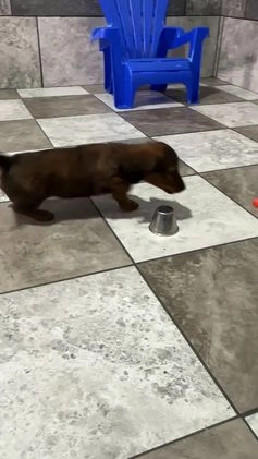 Miniature Dachshund dogs for sale: Mia - Video 1