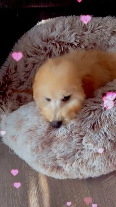 Mixed Breed dogs for sale: Bruno - Video 3