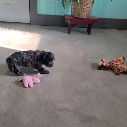 Cockapoo dogs for sale: Austin - Video 1