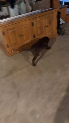 Labrador Retriever dogs for sale: Alice - Video 1