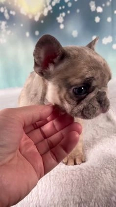French Bulldog dogs for sale: Macy - Video 1