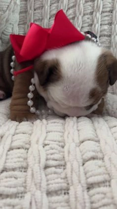 English Bulldog dogs for sale: English Bulldog Female - Video 1