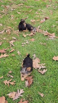 Yorkshire Terrier dogs for sale: Coby - Video 1