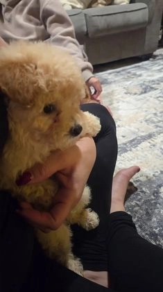 Bichpoo dogs for sale: Bella  - Video 1
