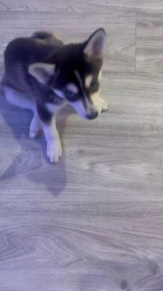 Alaskan Klee Kai dogs for sale: Alyssa - Video 2