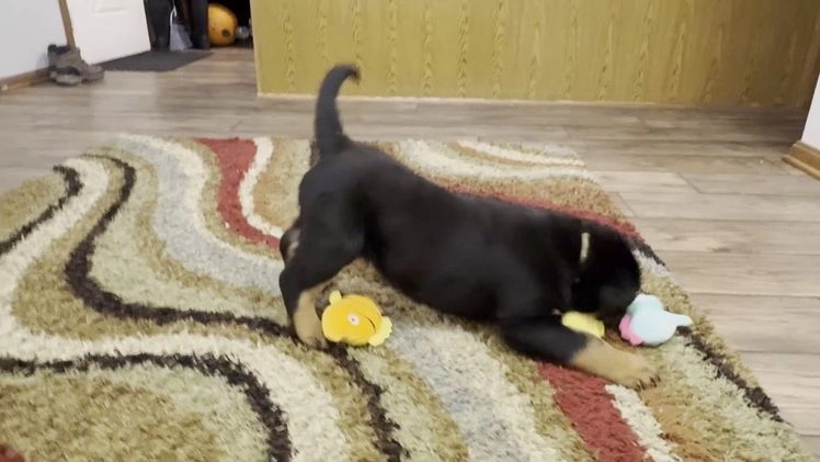 Rottweiler dogs for sale: Rosco - Video 1