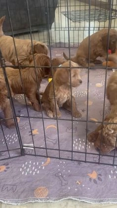 Mixed Breed dogs for sale: Mini Rudy  - Video 1