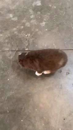 Australian Shepherd dogs for sale: Orion - Video 1