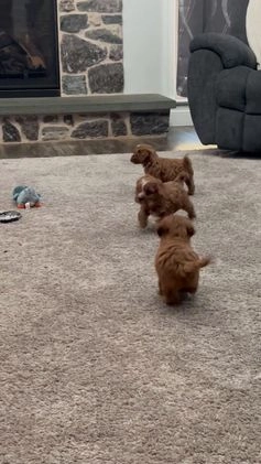 Cavapoo dogs for sale: Cavapoo Puppy 1 - Video 2