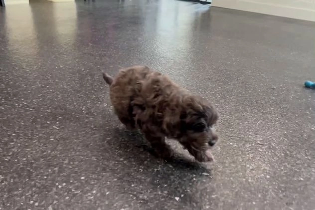 Yorkiepoo dogs for sale: Mr Pip - Video 1