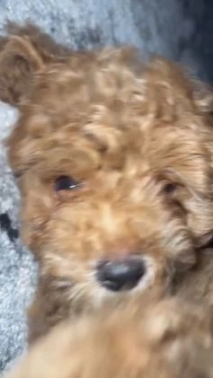 Maltipoo dogs for sale: Maltipoo Puppy 1 - Video 2