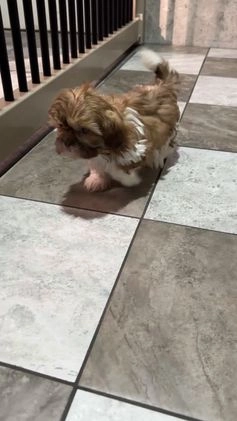 Shih Tzu dogs for sale: Tyler - Video 1