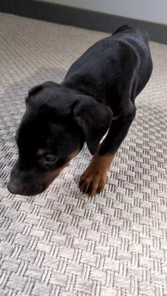 Doberman Pinscher dogs for sale: Lucy  - Video 6