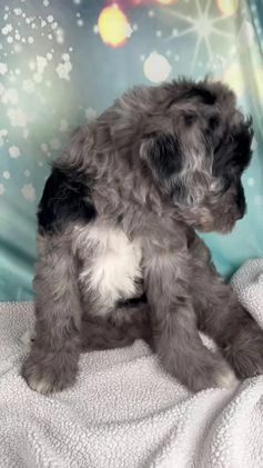 Mixed Breed dogs for sale: Benson - Video 1