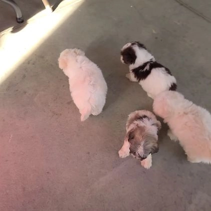 Havanese dogs for sale: Zelda - Video 1