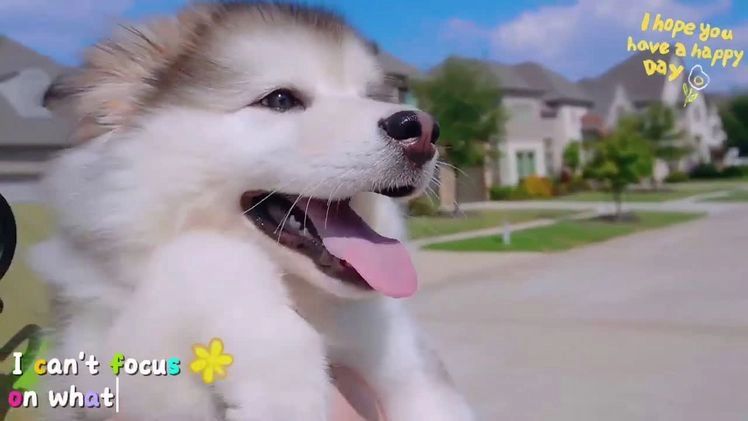 Alaskan Malamute dogs for sale: Fu Xixi - Video 1