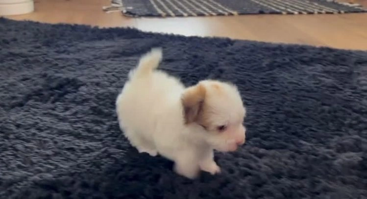 Havanese dogs for sale: Rita - Video 2